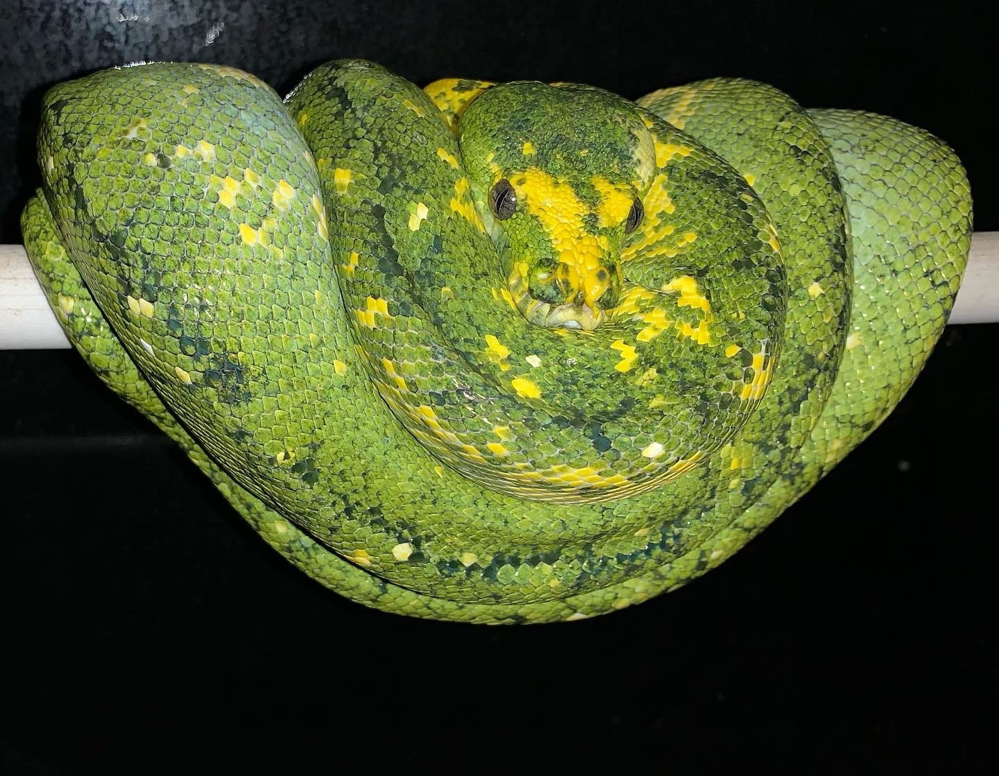 Biak Green Tree Python