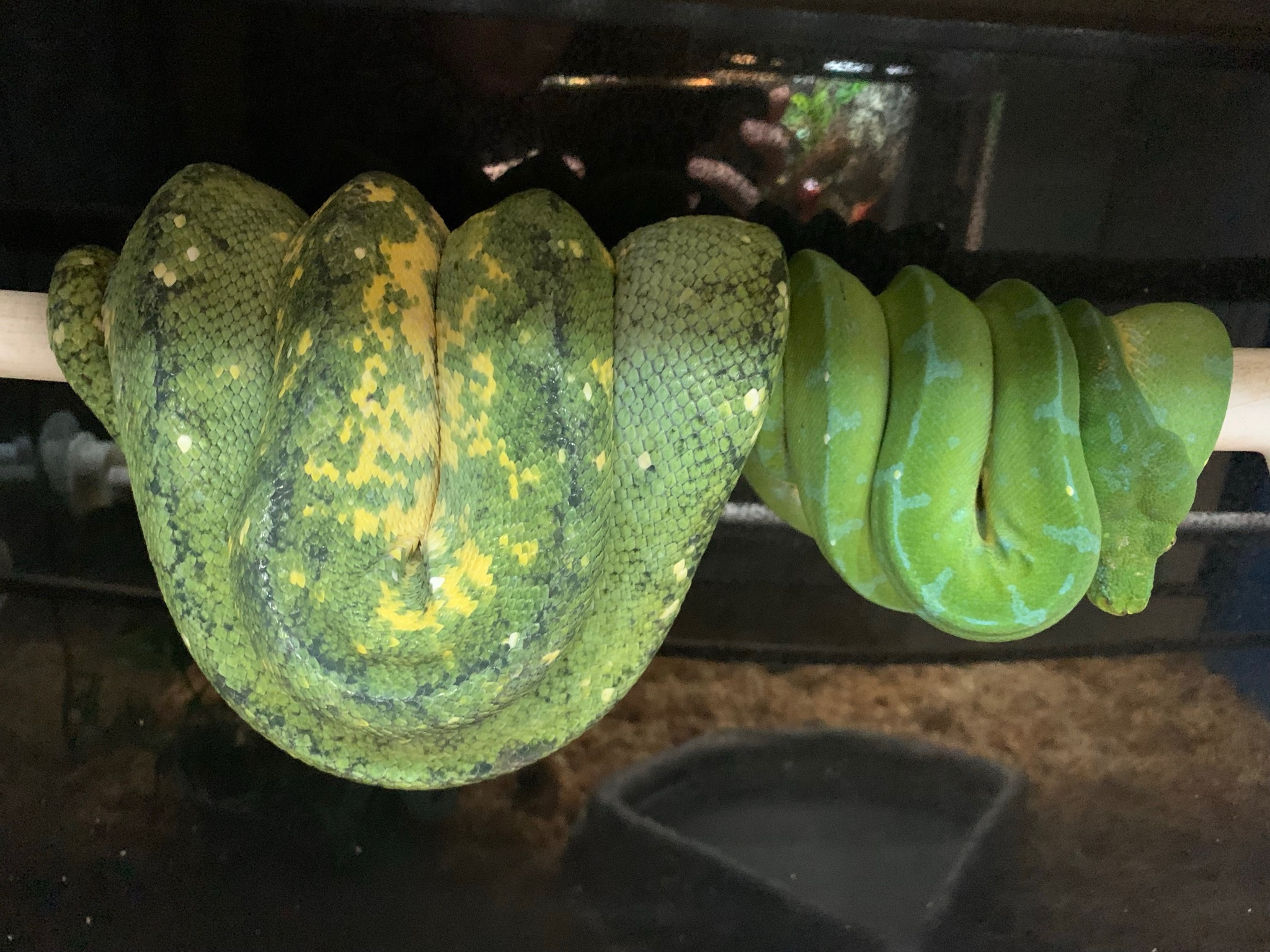 Sorong x Biak Pairing