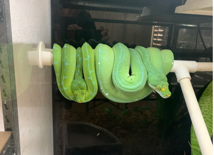 Sorong x Aru OC green tree python