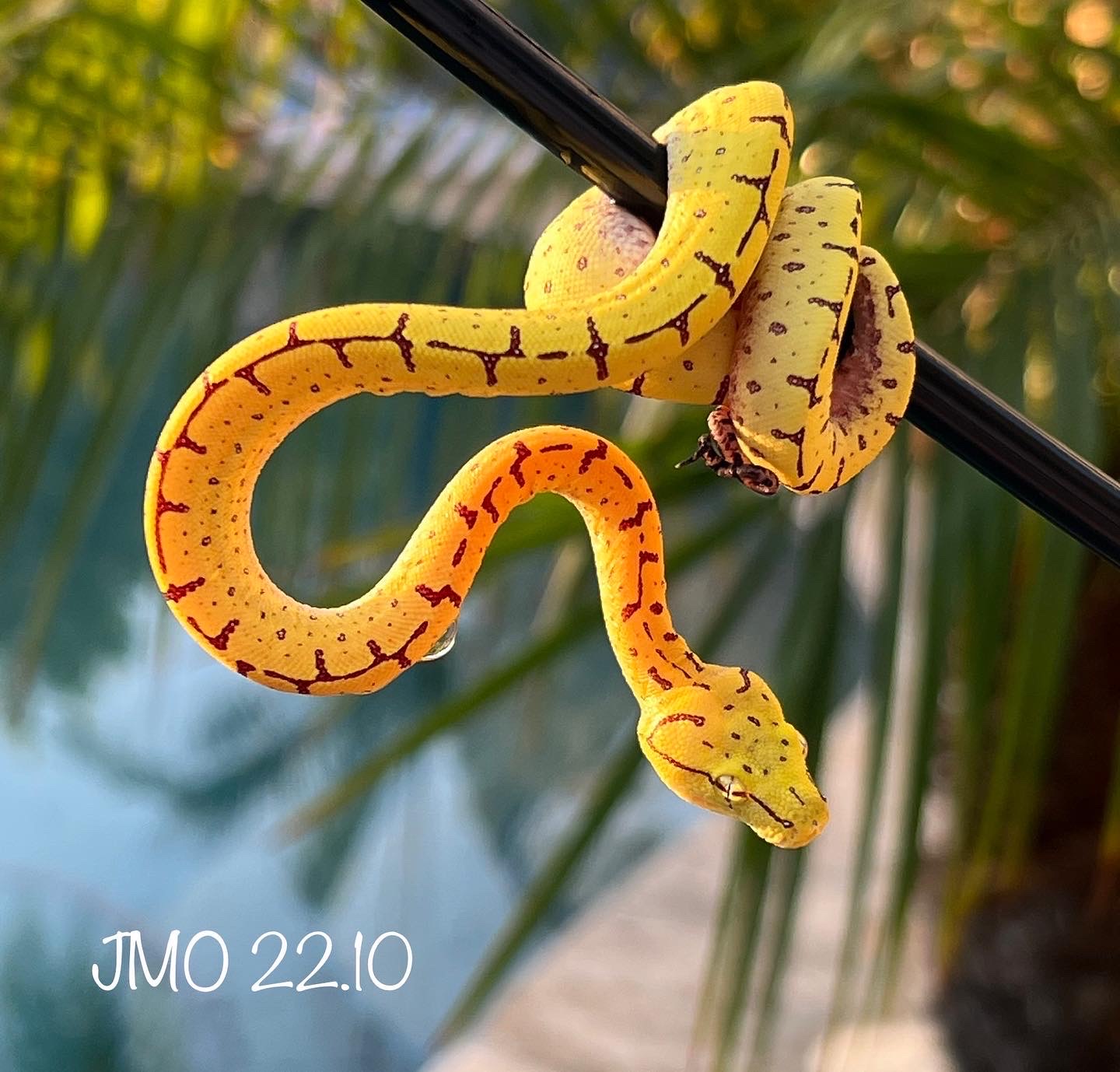 Sorong x Aru Neonate