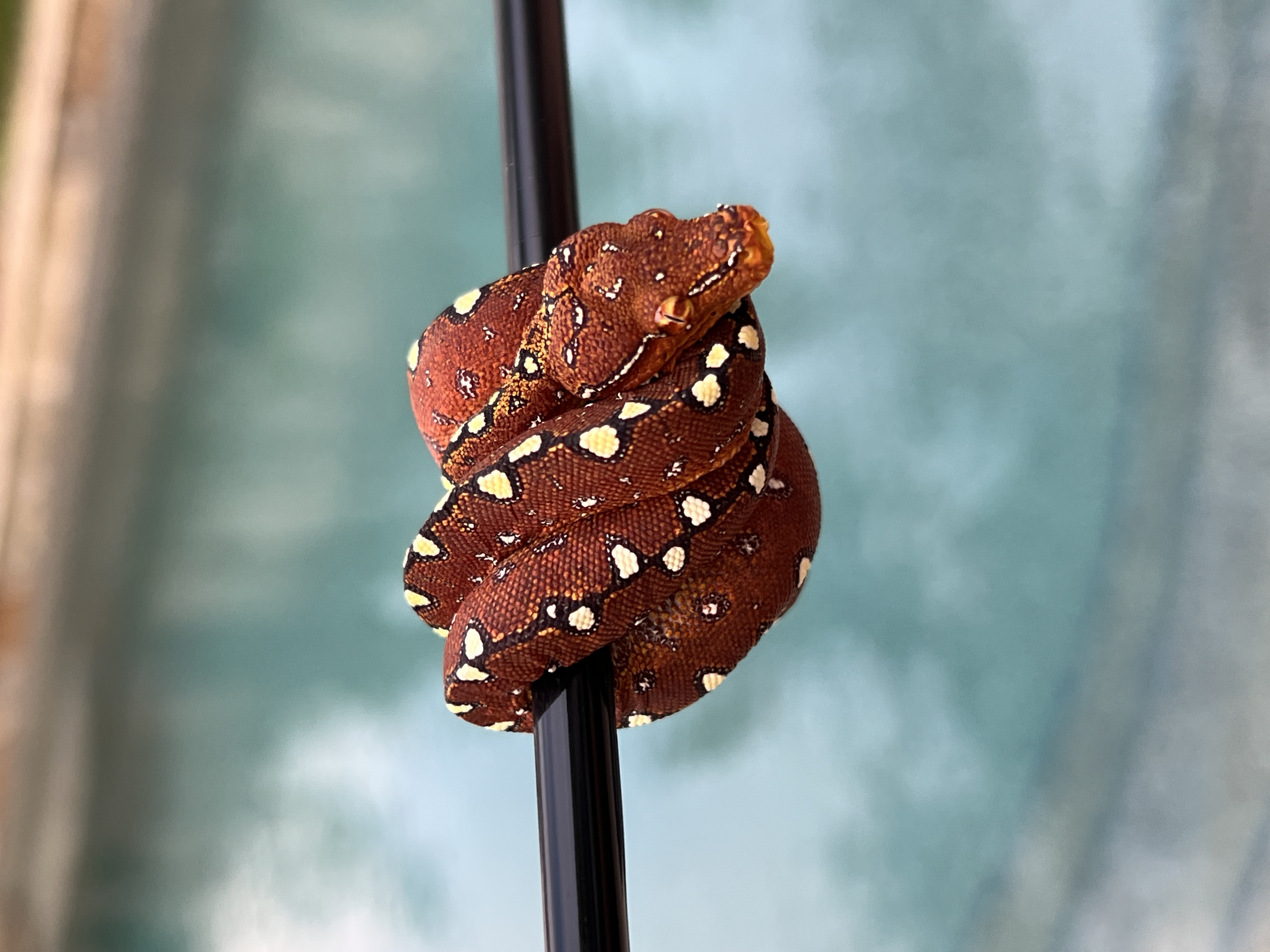 Neonate Sorong x Biak Green Tree Python