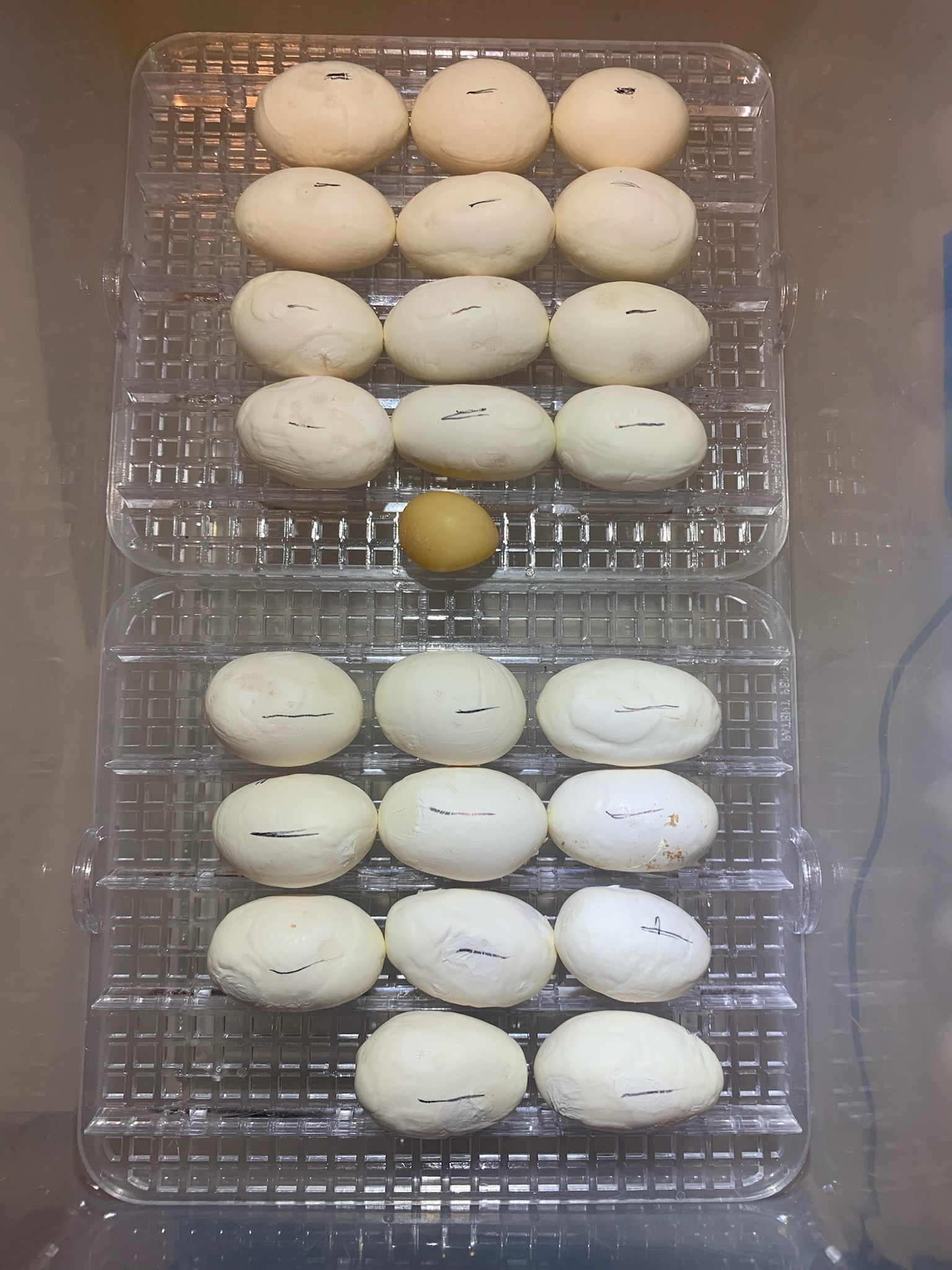 Green Tree Python Eggs